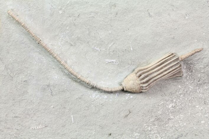 Absolutely Killer Macrocrinus Crinoid - Crawfordsville, Indiana #68106